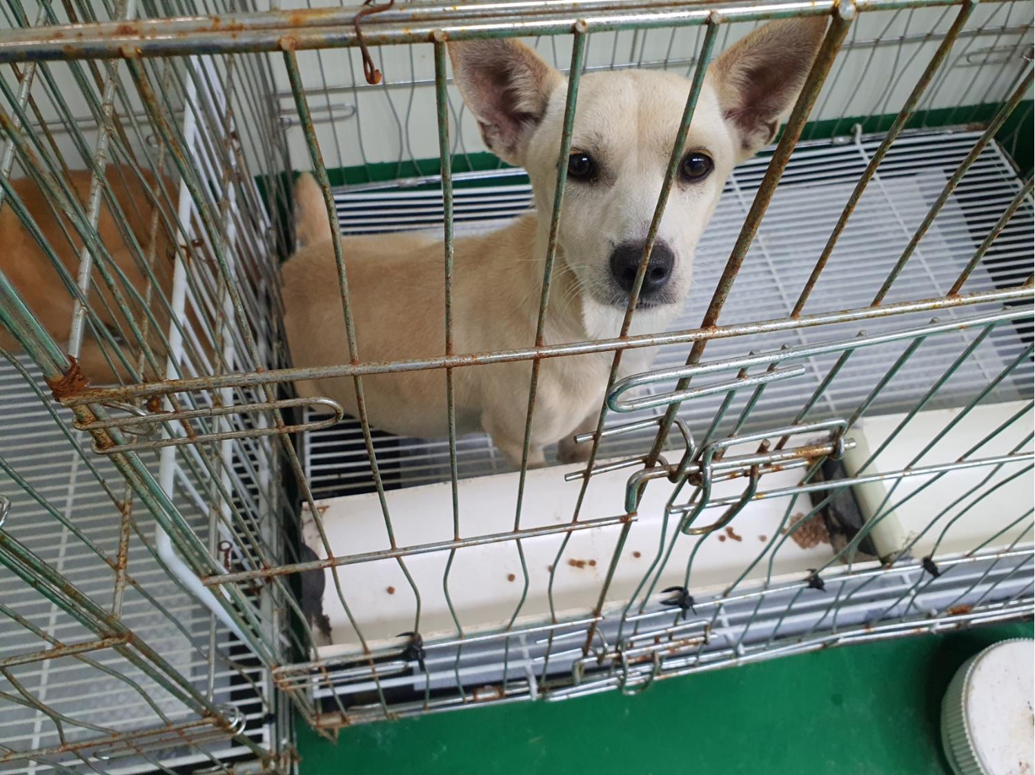 공주시 동물보호소_444450202300514